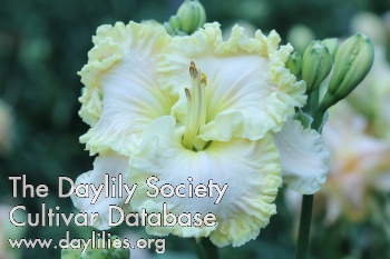 Daylily Great White Dove